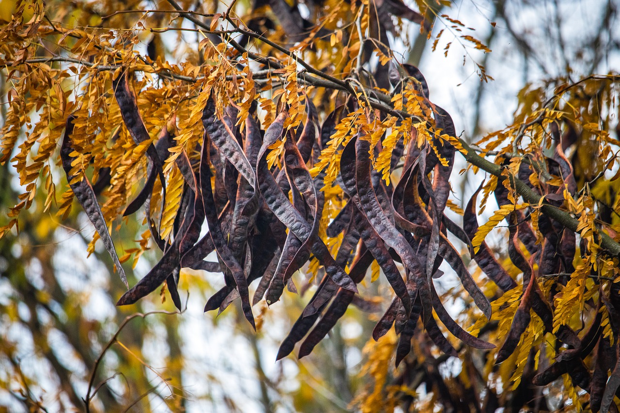 ¿Cuánto tarda en crecer un árbol de algarrobo?