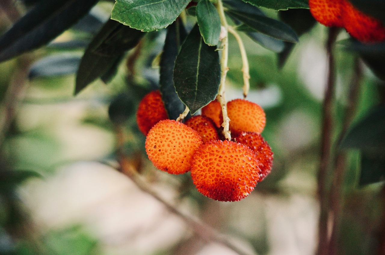 ¿Cuánto tarda en crecer un árbol de madroño?