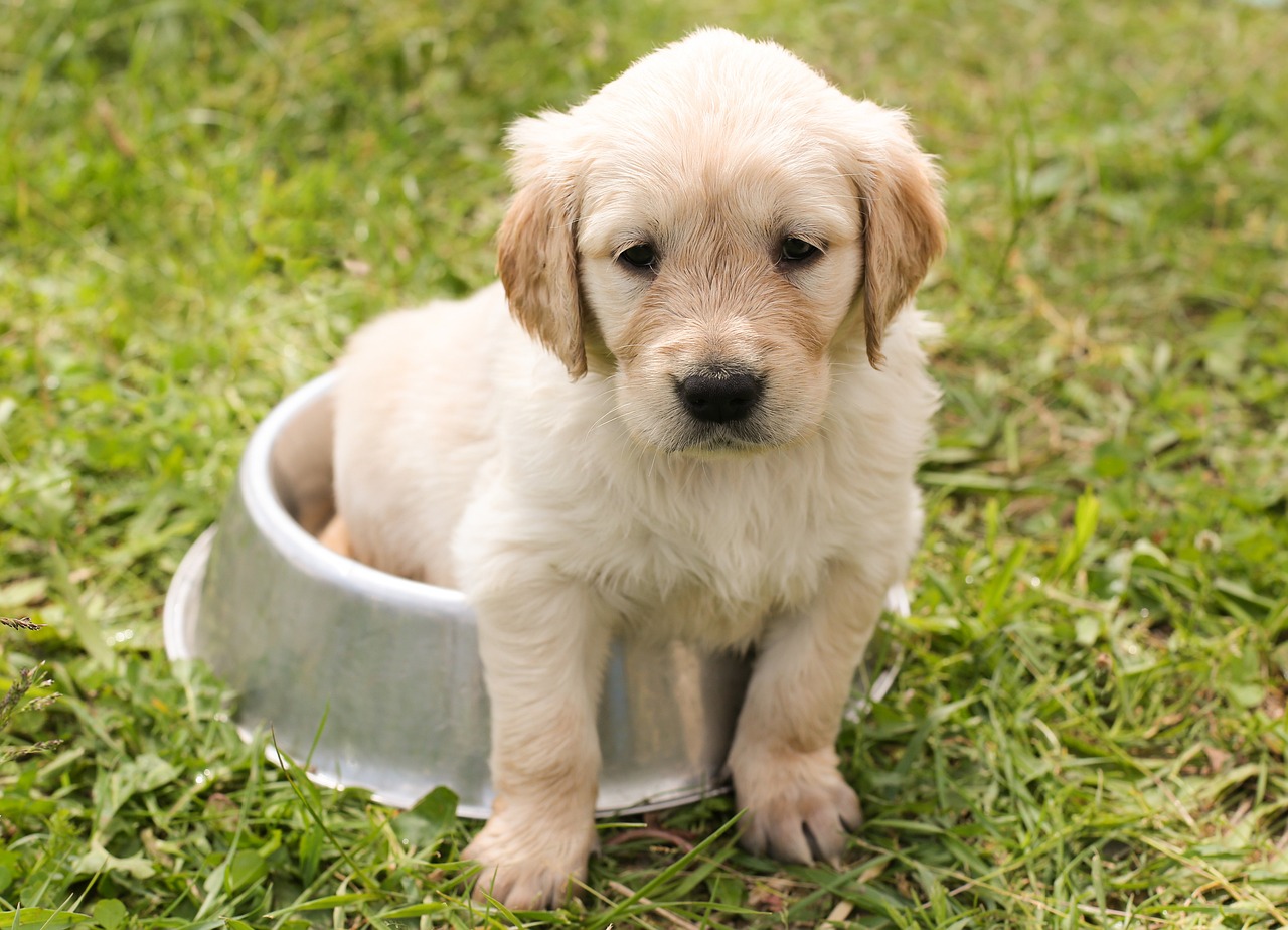 ¿Cuánto tiempo se puede tener a un perro en una jaula?