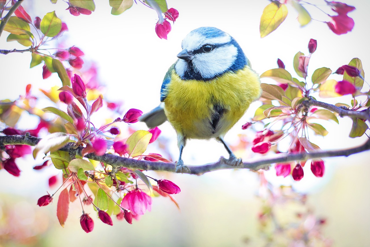 ¿Qué hacer para que los pájaros no tengan frío?