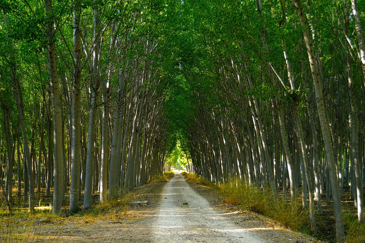 ¿Qué tipo de árbol es el chopo?