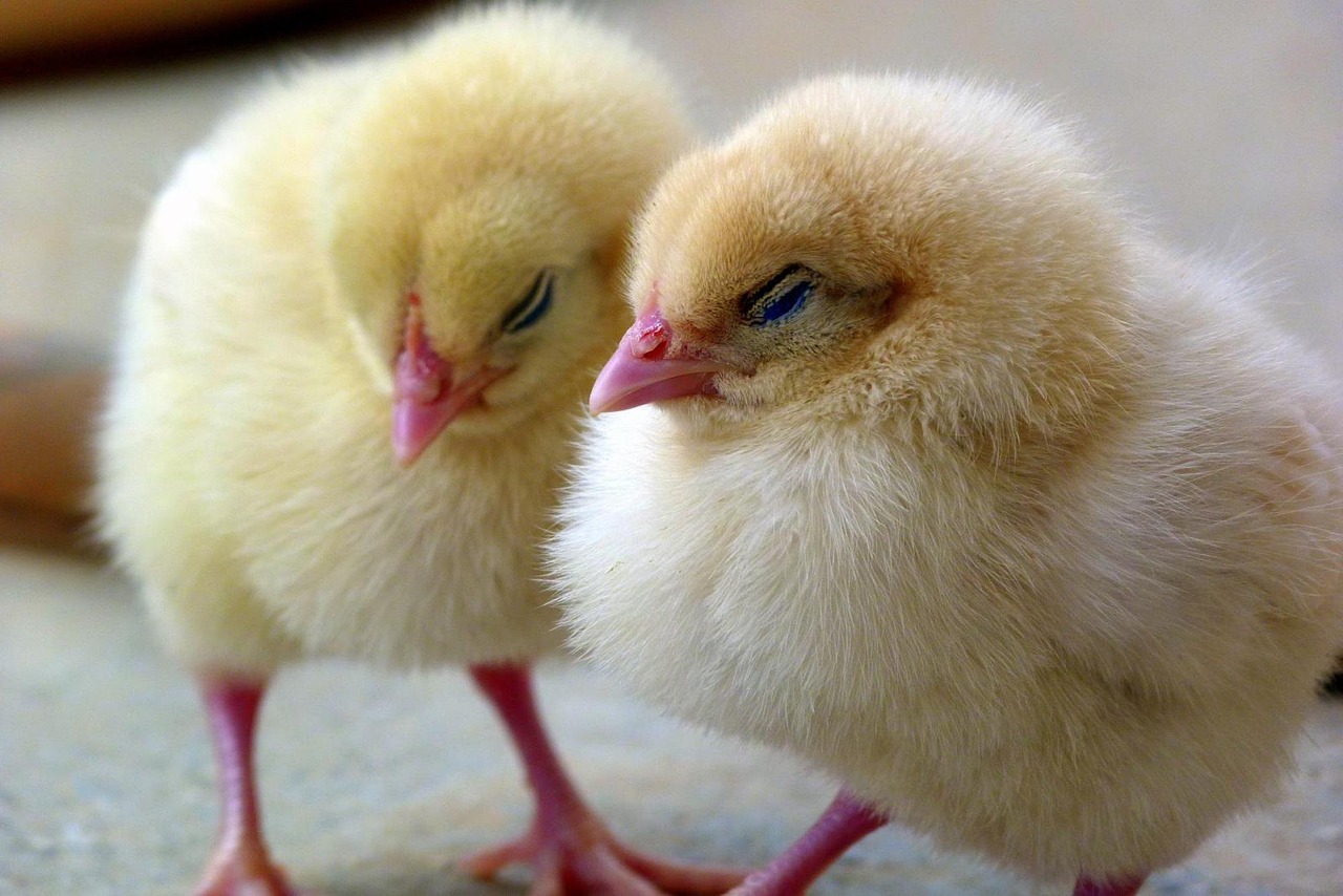 ¿Cómo darle agua a un pollito recién nacido?