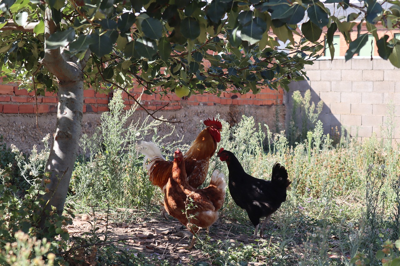 ¿Cómo se aparea un gallo y una gallina?