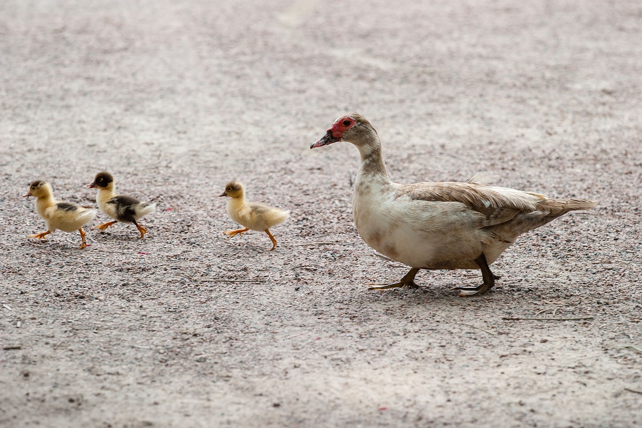 ¿Cuál es la diferencia entre patos y pequines?