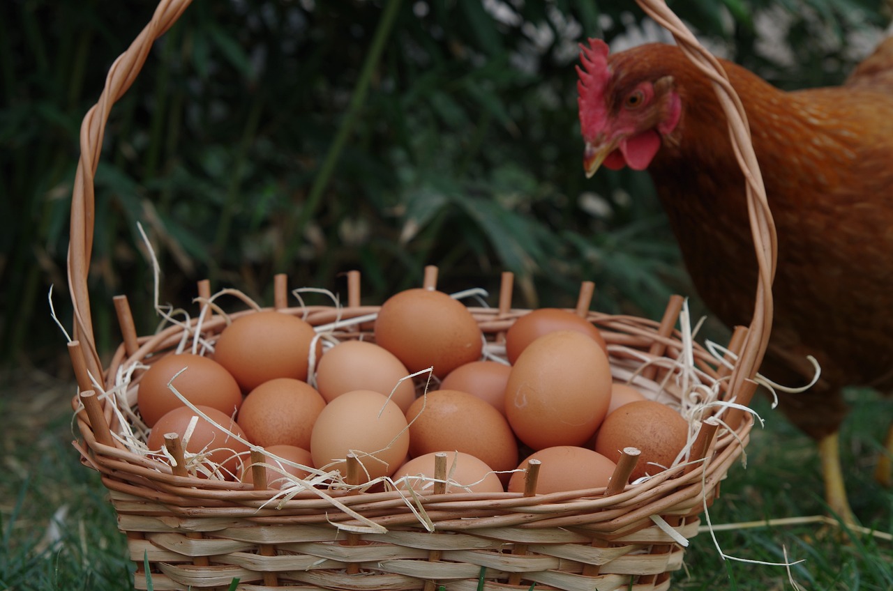 ¿Cuánto cuesta una docena de huevos camperos en España?