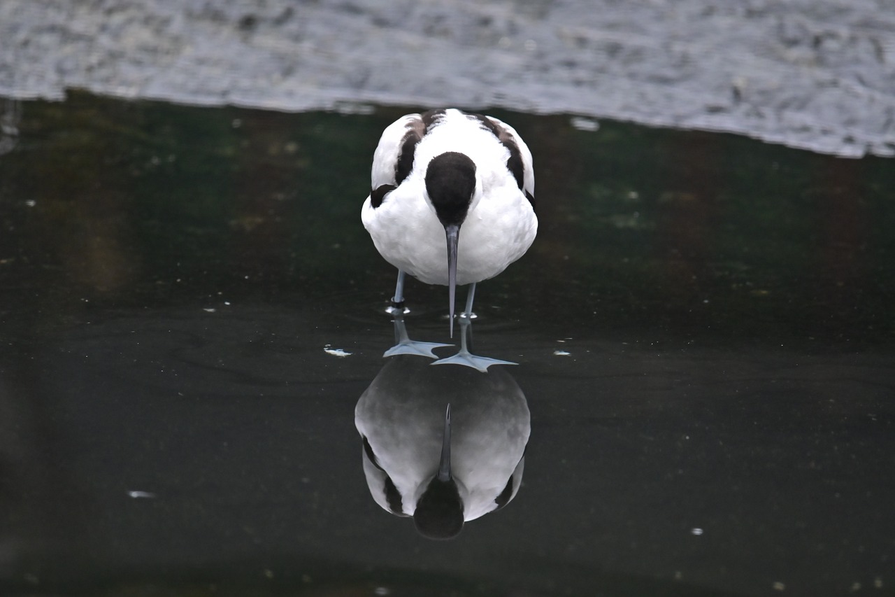 ¿Dónde vive la avoceta?