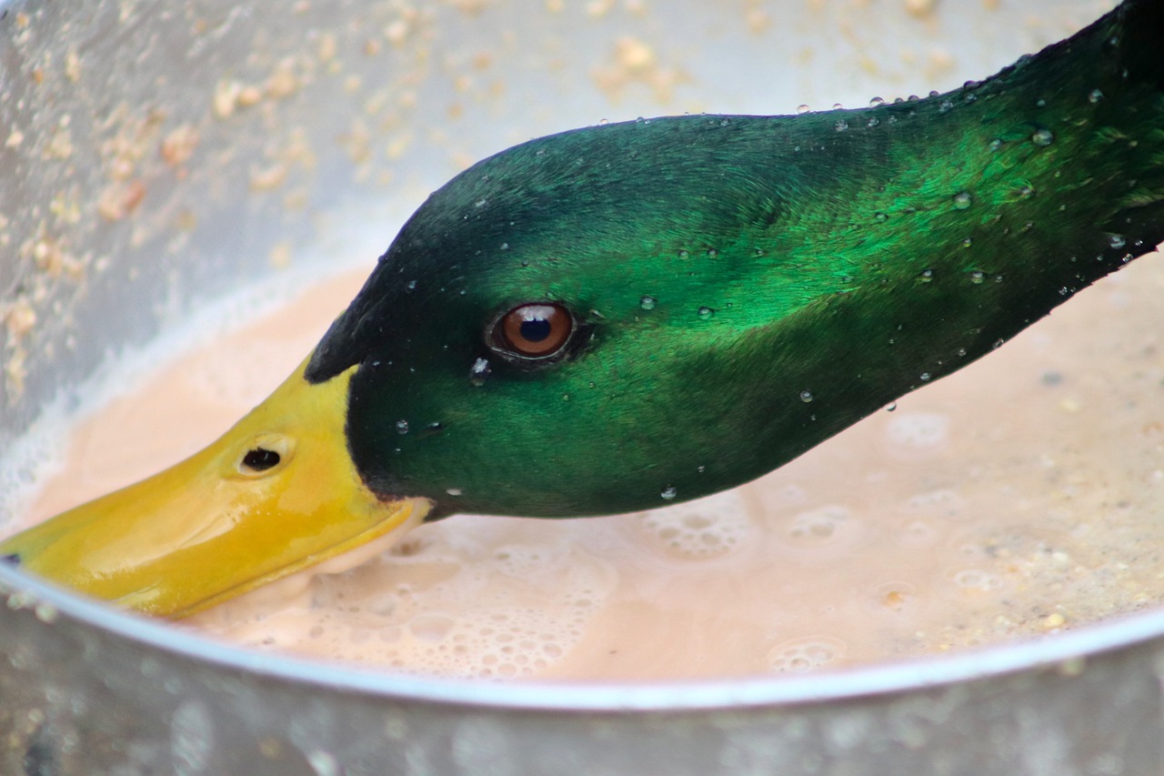 ¿Qué hacer cuando un pato no quiere comer?