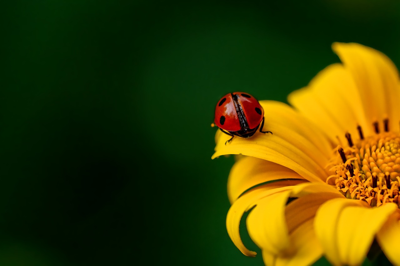 ¿Qué insecto pone huevos blancos?