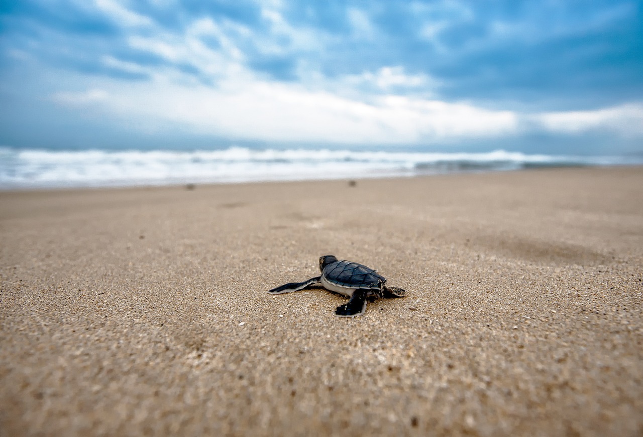 ¿Qué tipo de flores pueden comer las tortugas?