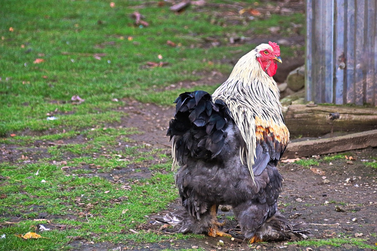 ¿Qué vale una gallina brahma?