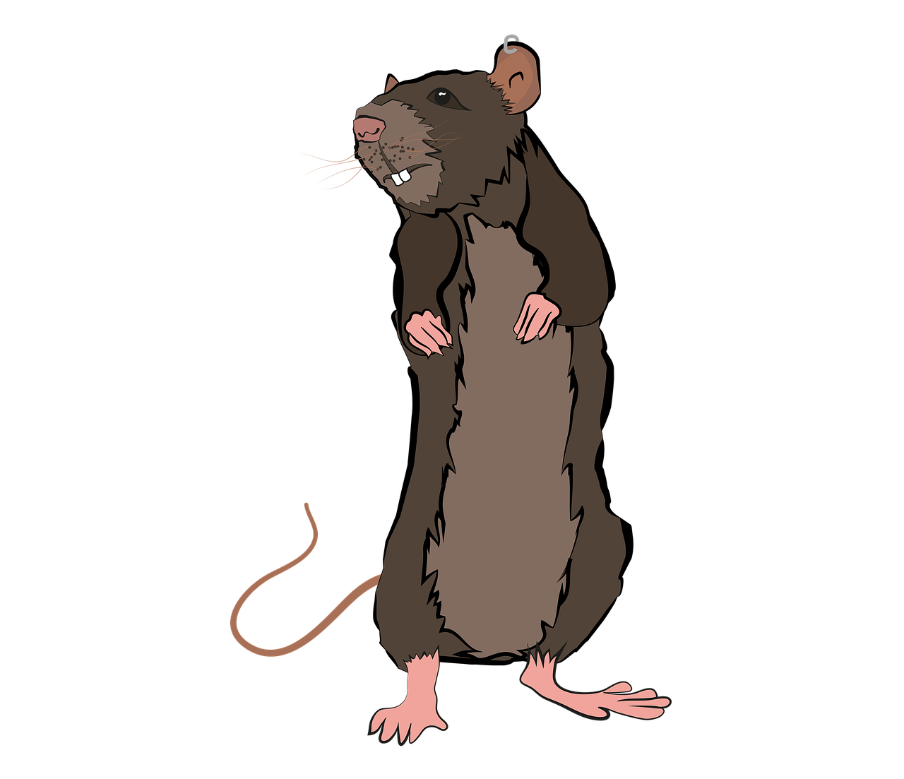 ¿Cómo hacen cría las ratas?