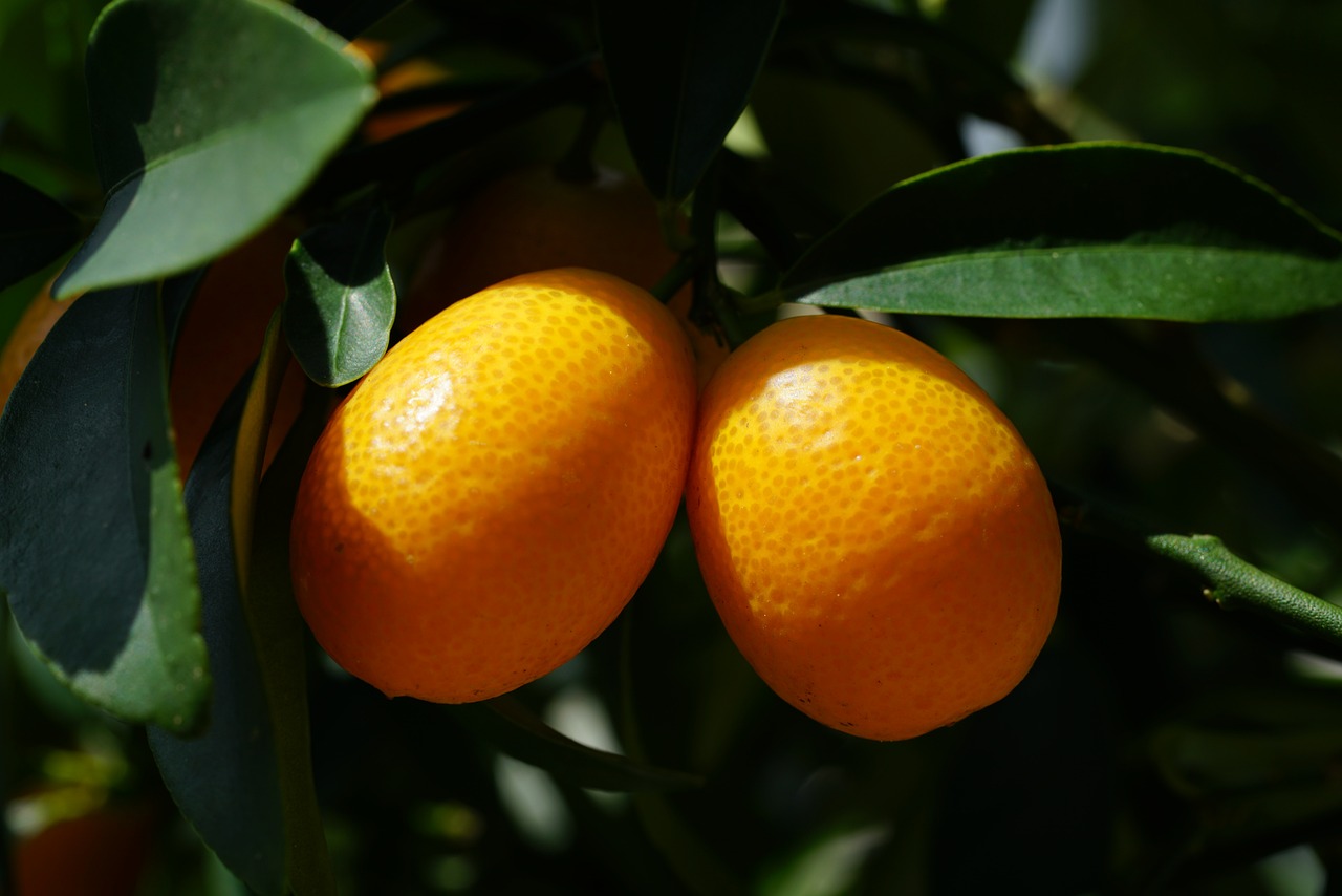 ¿Cómo se come la fruta kumquat?