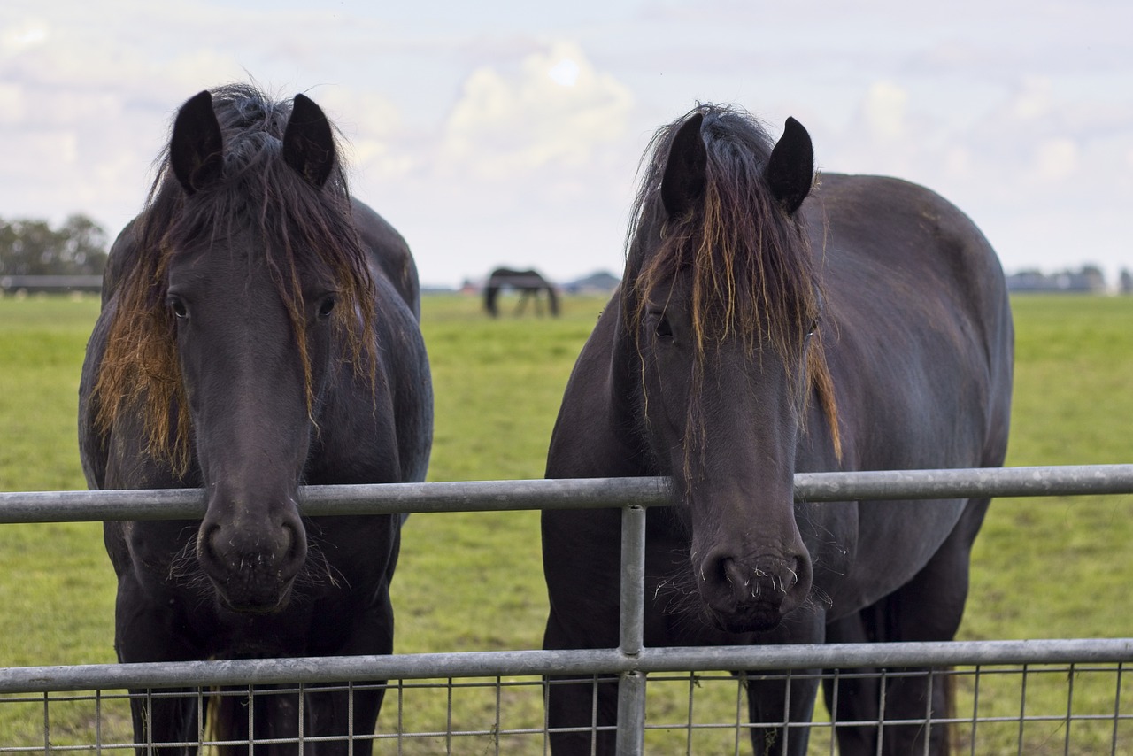 ¿Cuánto cuesta un caballo frisón?