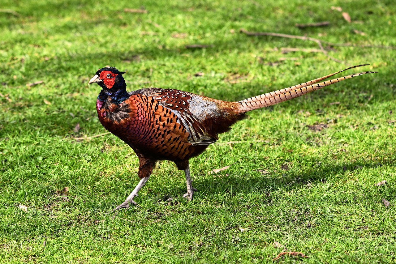 ¿Qué es el cuello de pollo?