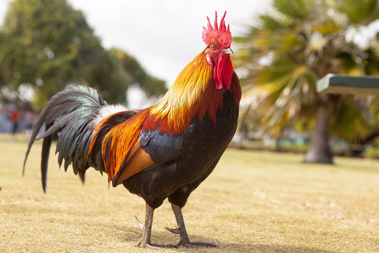 ¿Qué horarios cantan los gallos?