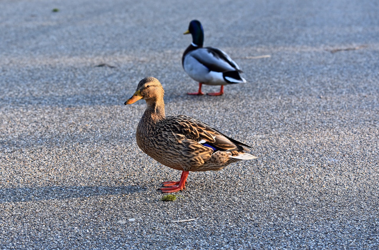 ¿Cómo se llama pata de gallina?