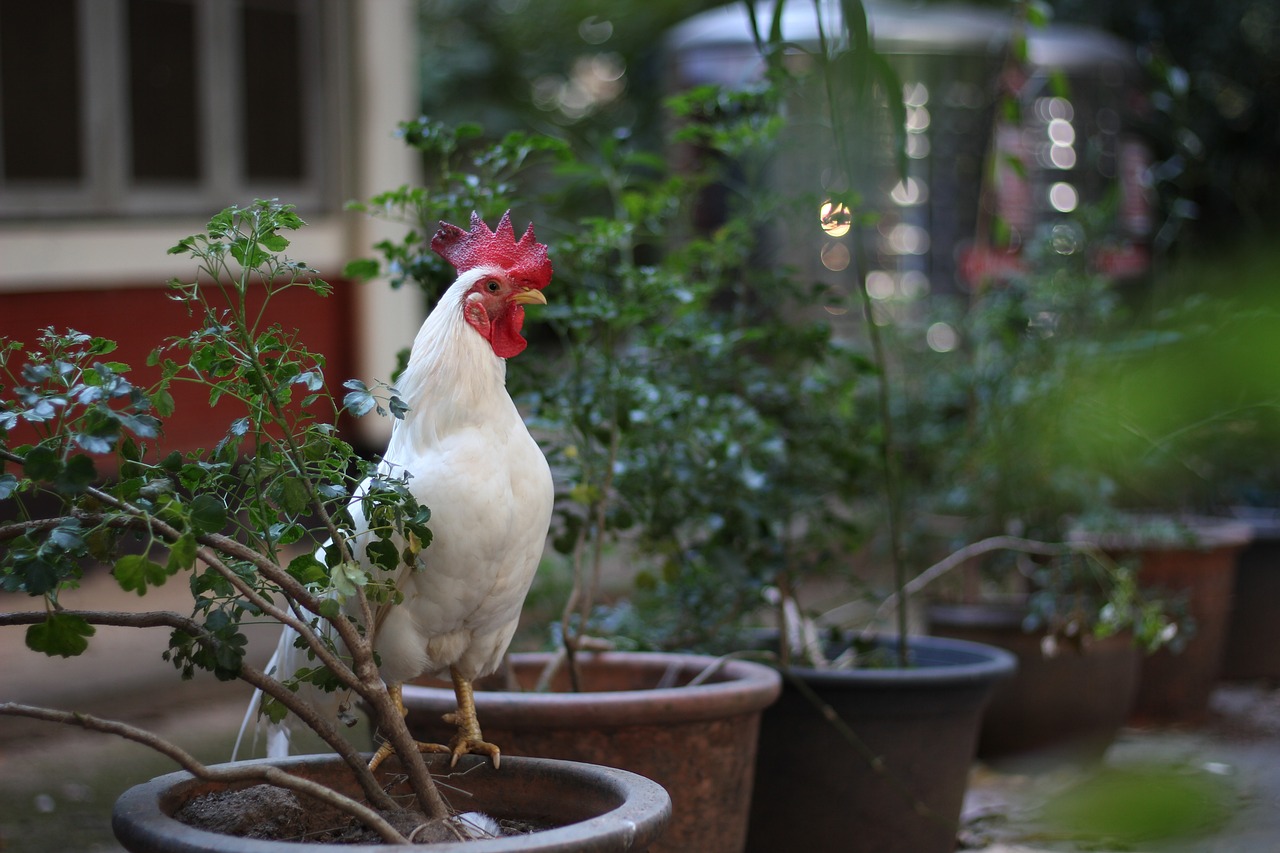 ¿Dónde hay gallos de pelea?