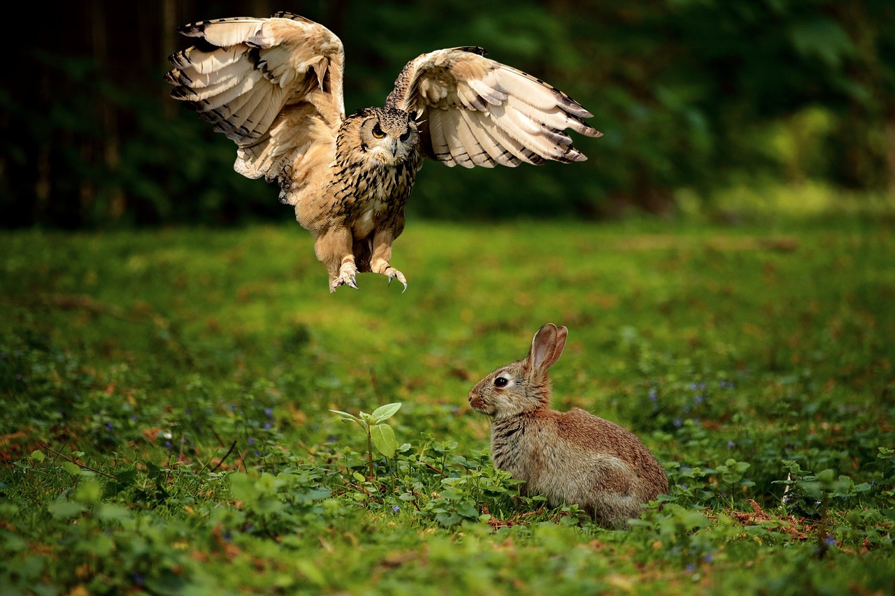 ¿Cómo se clasifican las aves de caza?