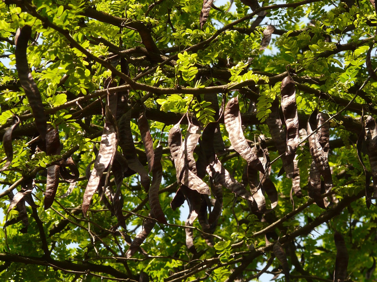 ¿Cómo se llama el árbol que da algarrobas?