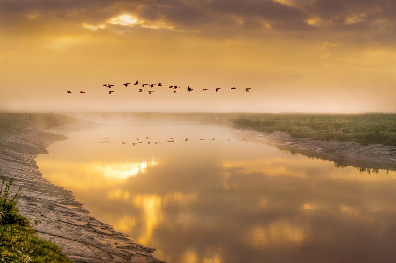 ¿Cuáles son las aves que vuelan alto?