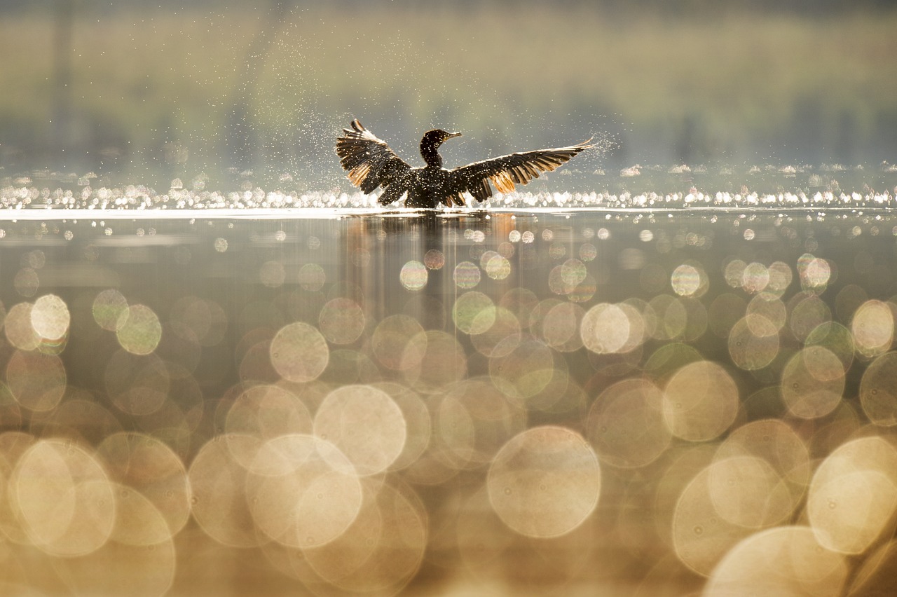 ¿Cómo debe dormir un pato?