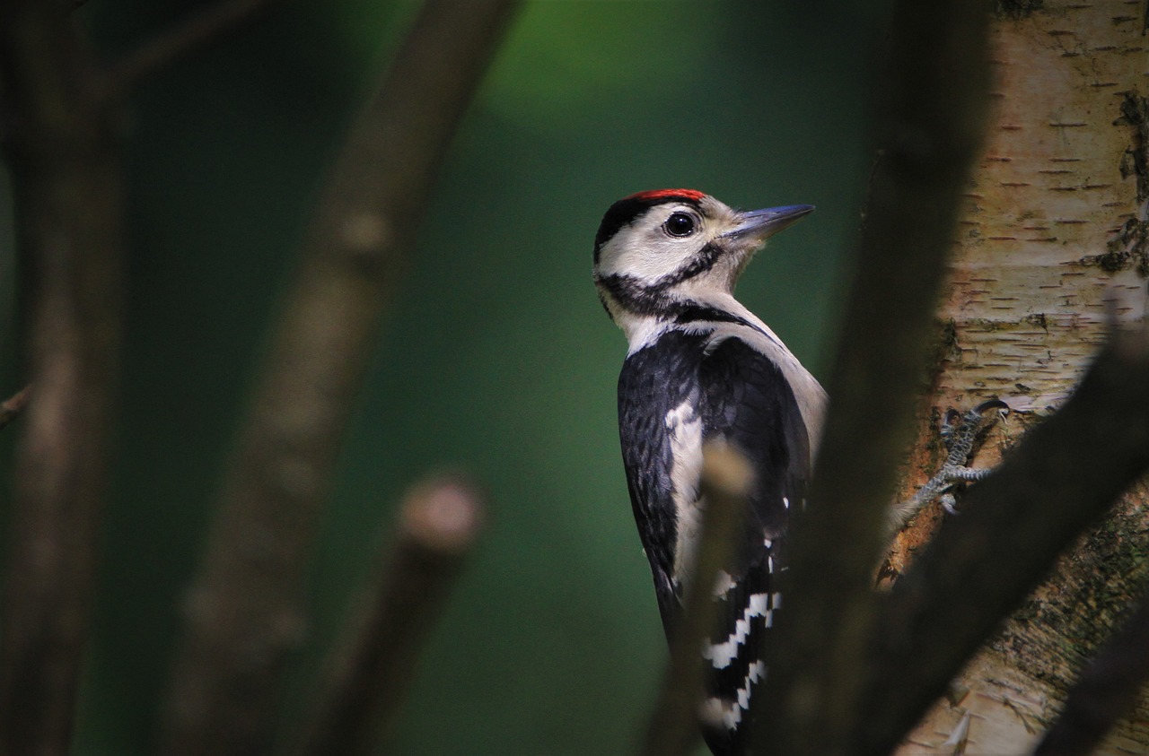 ¿Cómo se clasifican las aves según su tipo de alimentación?