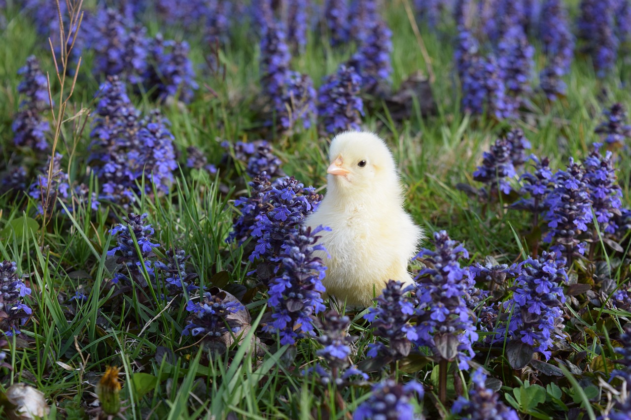 ¿Cuánto come una gallina Leghorn al día?