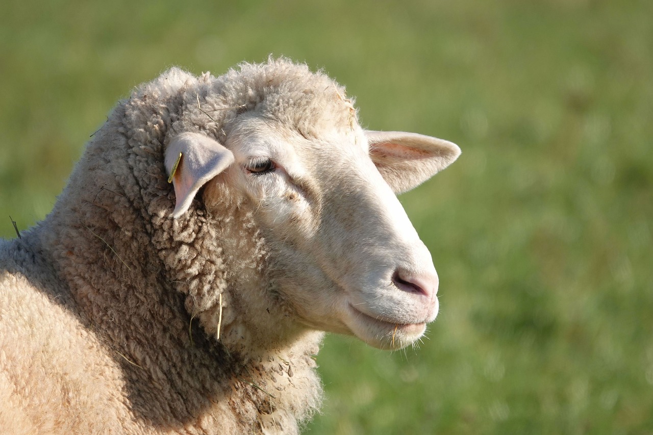 ¿Cómo se le llama a la cría de las ovejas?