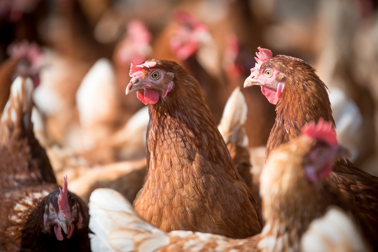 ¿Cuándo comprar gallinas ponedoras?