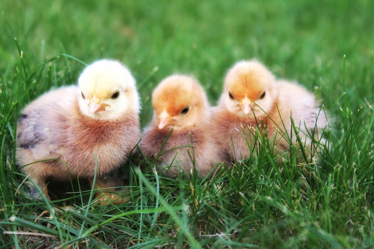 ¿Cuánto cuesta un pollito amarillo?