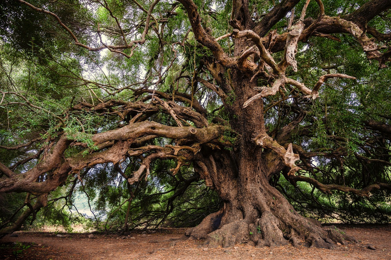 ¿Cuánto cuesta una planta de olivo?