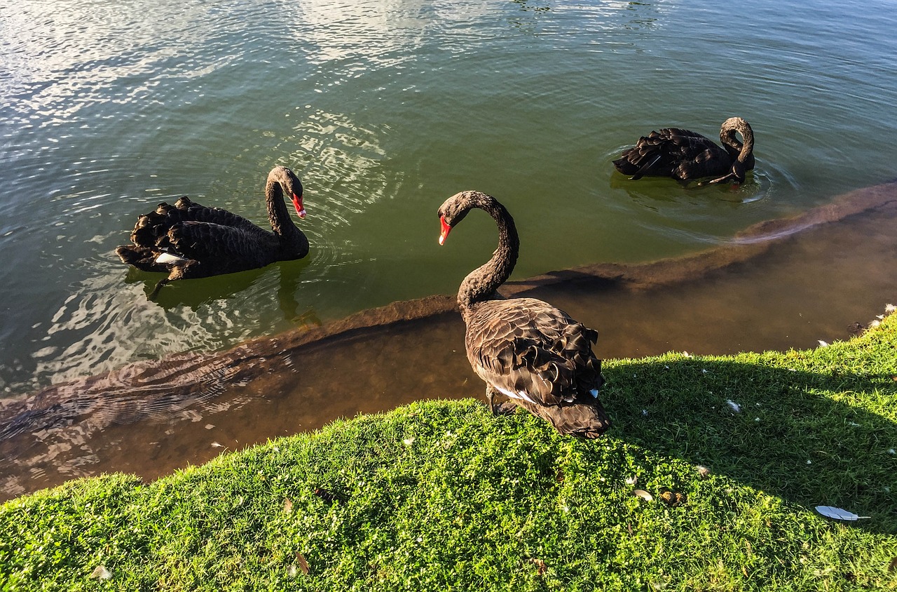 ¿Dónde se encuentran los cisnes de cuello negro?