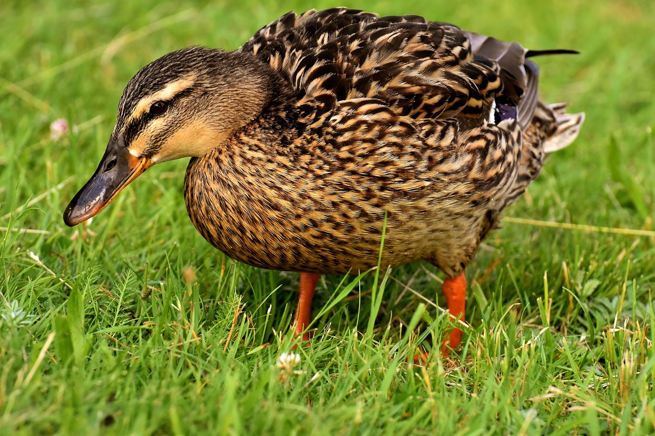 ¿Qué pato tiene el pico azul?