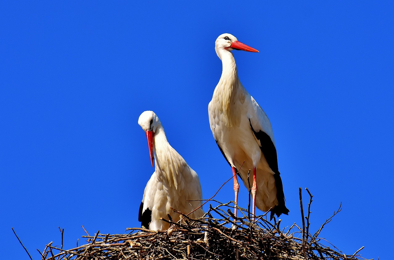 ¿Cómo remover un nido de pájaros?