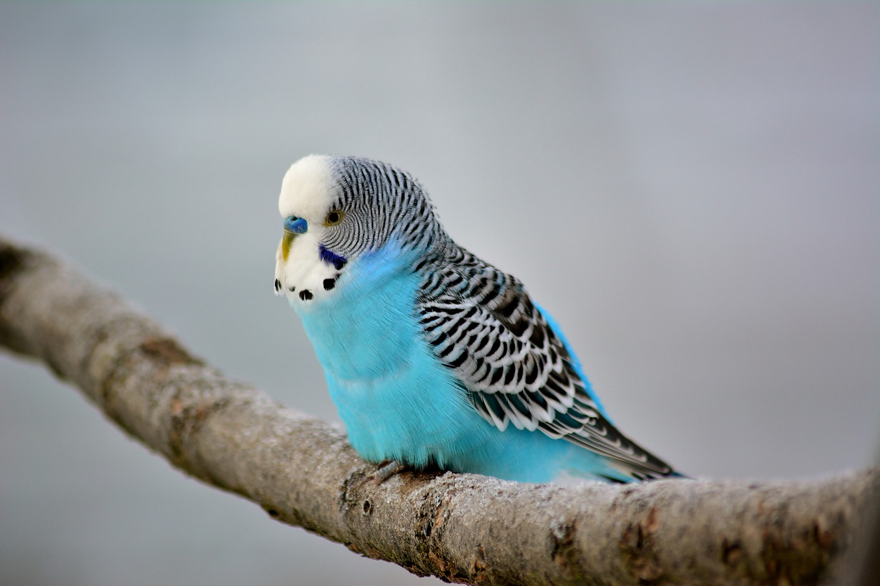 ¿Cómo se llama el periquito azul?