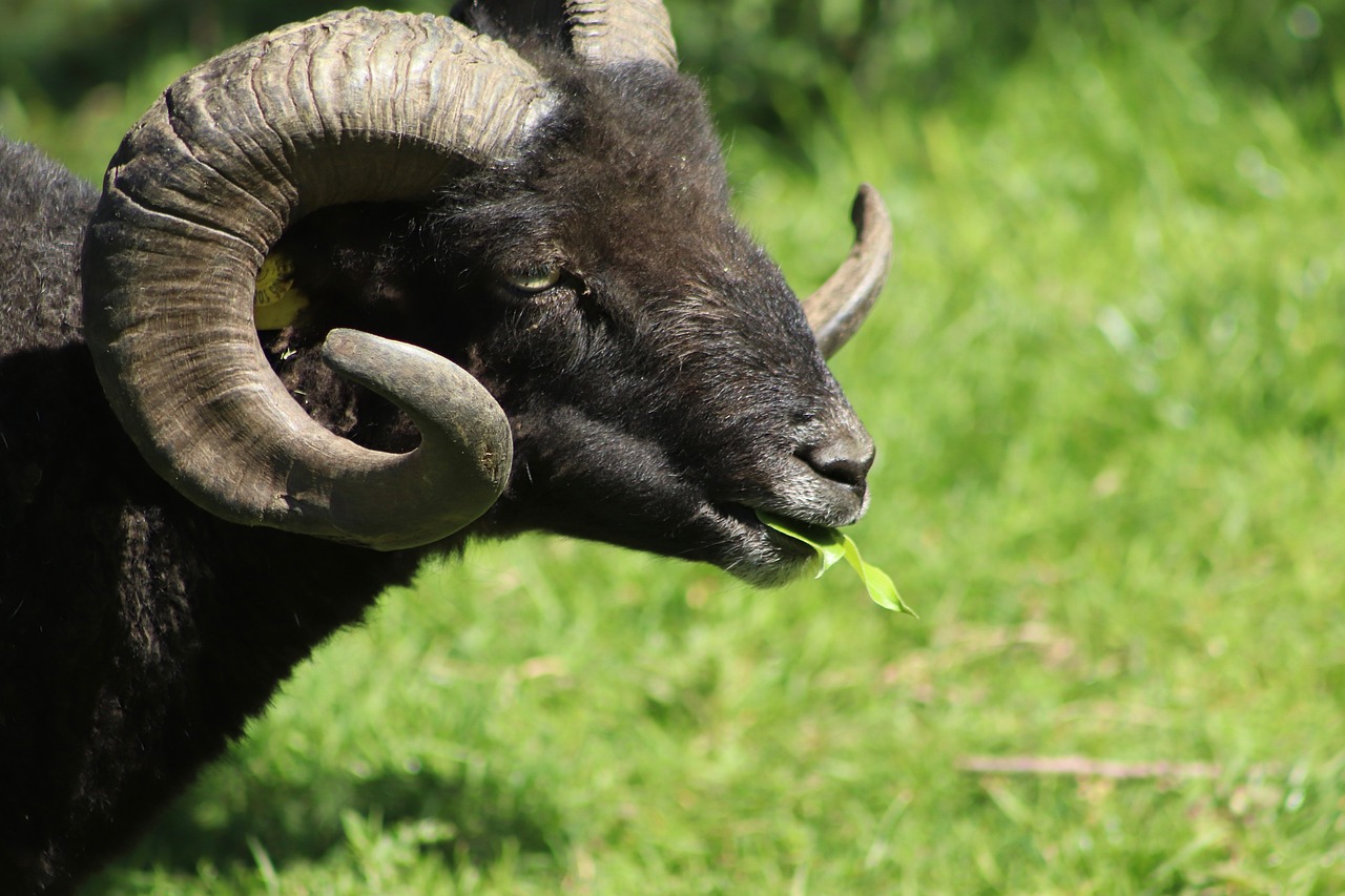 ¿Cómo se llaman las ovejas de cara negra?