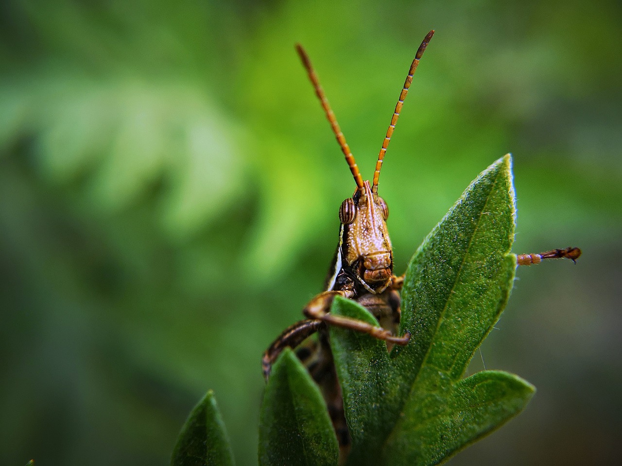 ¿Cuáles son los parásitos en las aves?