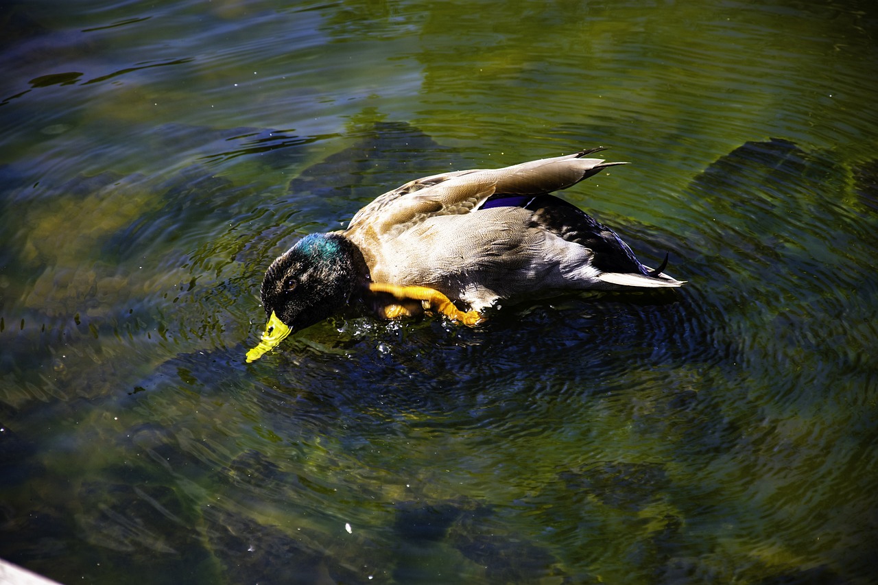 ¿Por qué se llama Isla de Patos?