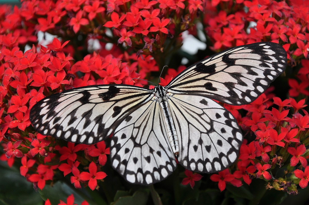 ¿Qué son los tarsos en insectos?