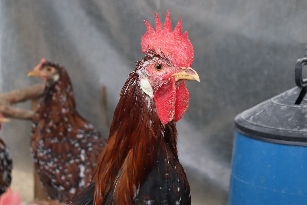¿Qué significa Gallus gallus?