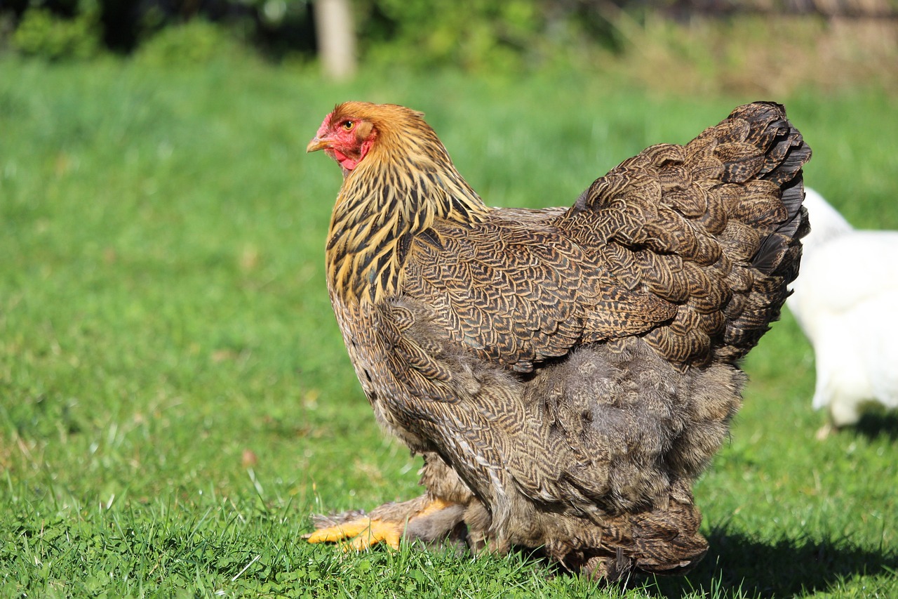 ¿Cuántos kilos pesa una gallina Brahma?