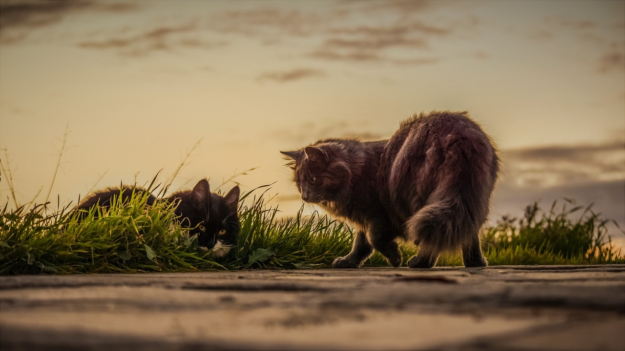 ¿Qué insectos se comen los gatos?