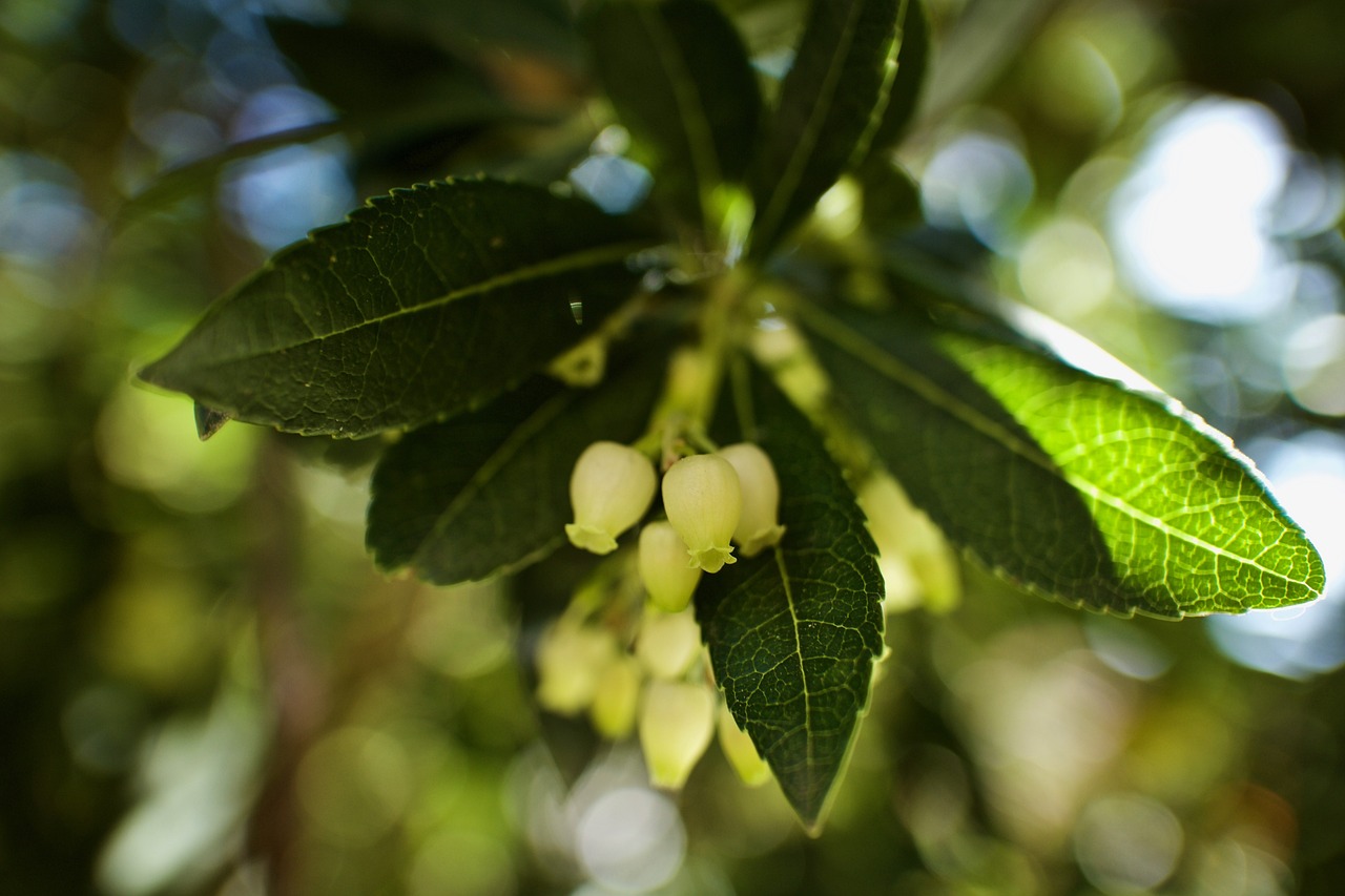 ¿Cuánto se demora en crecer un árbol de madroño?