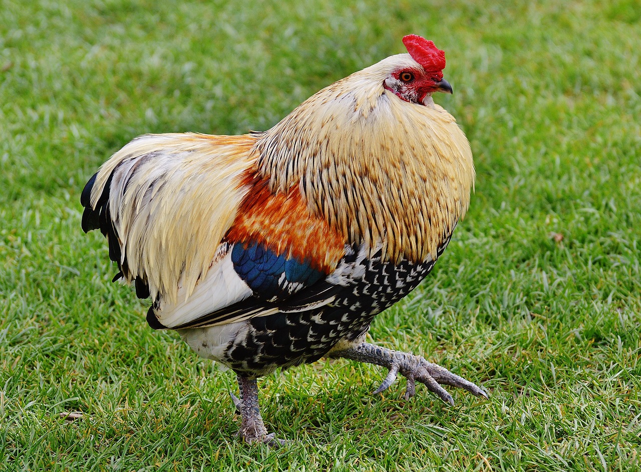 ¿Qué se puede hacer con las plumas de los pollos?