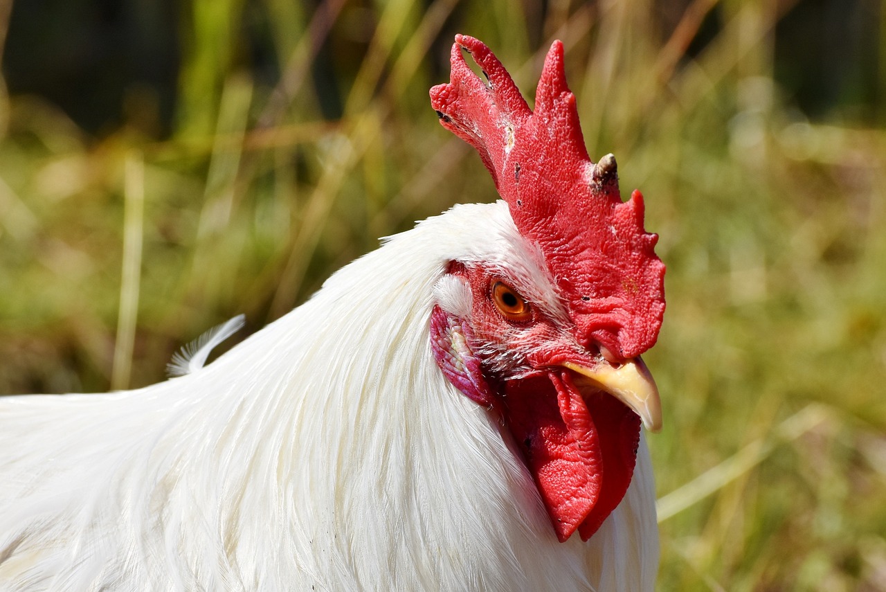 ¿Cuál es el gallo más raro del mundo? | granjaonline