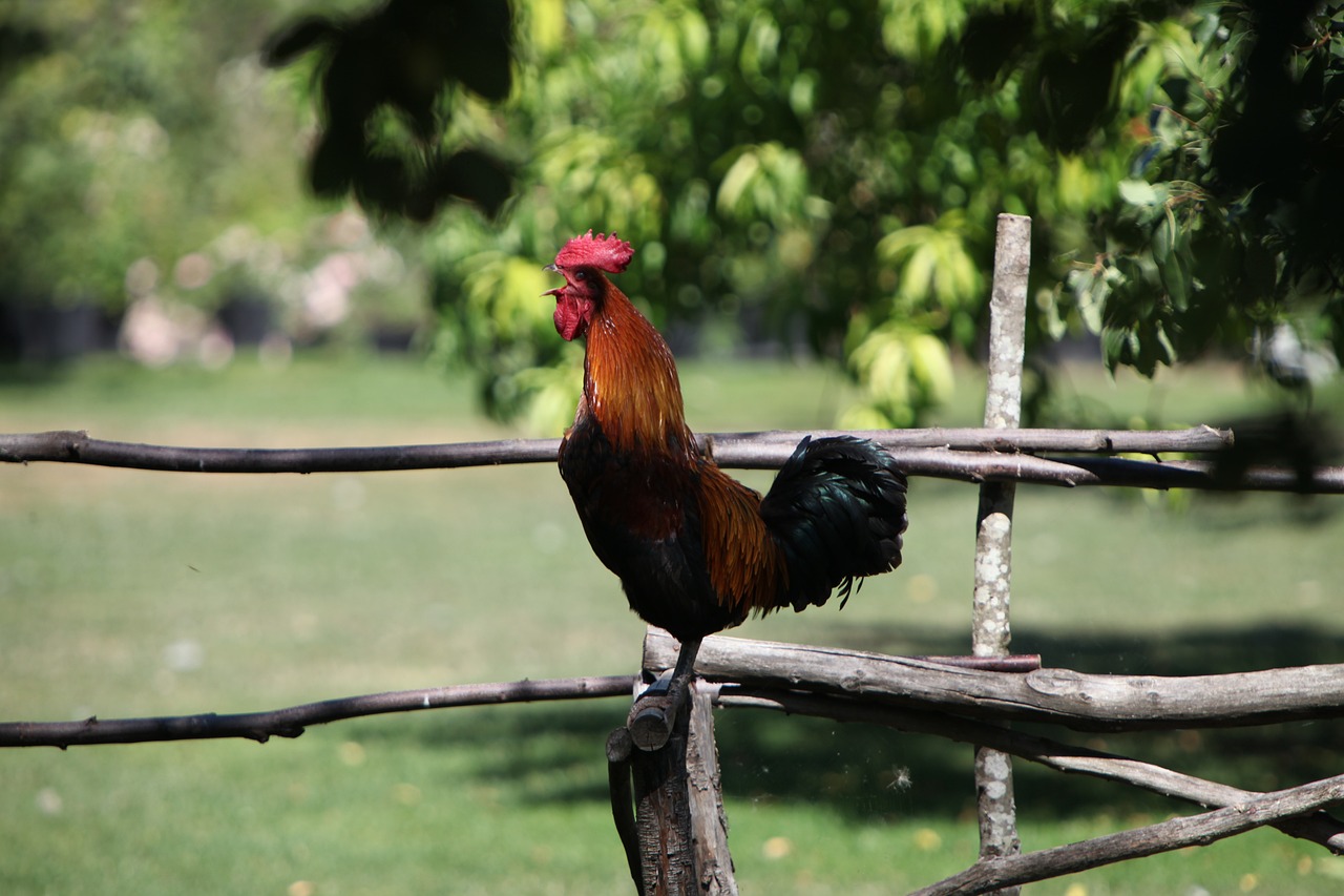 ¿Cómo se llama la alarma de gallo?