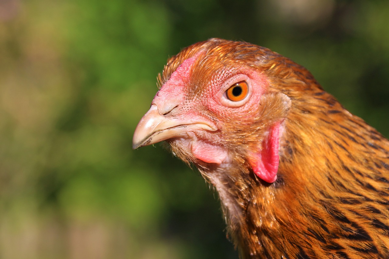 ¿Cuánto llega a pesar un pollo Brahma?