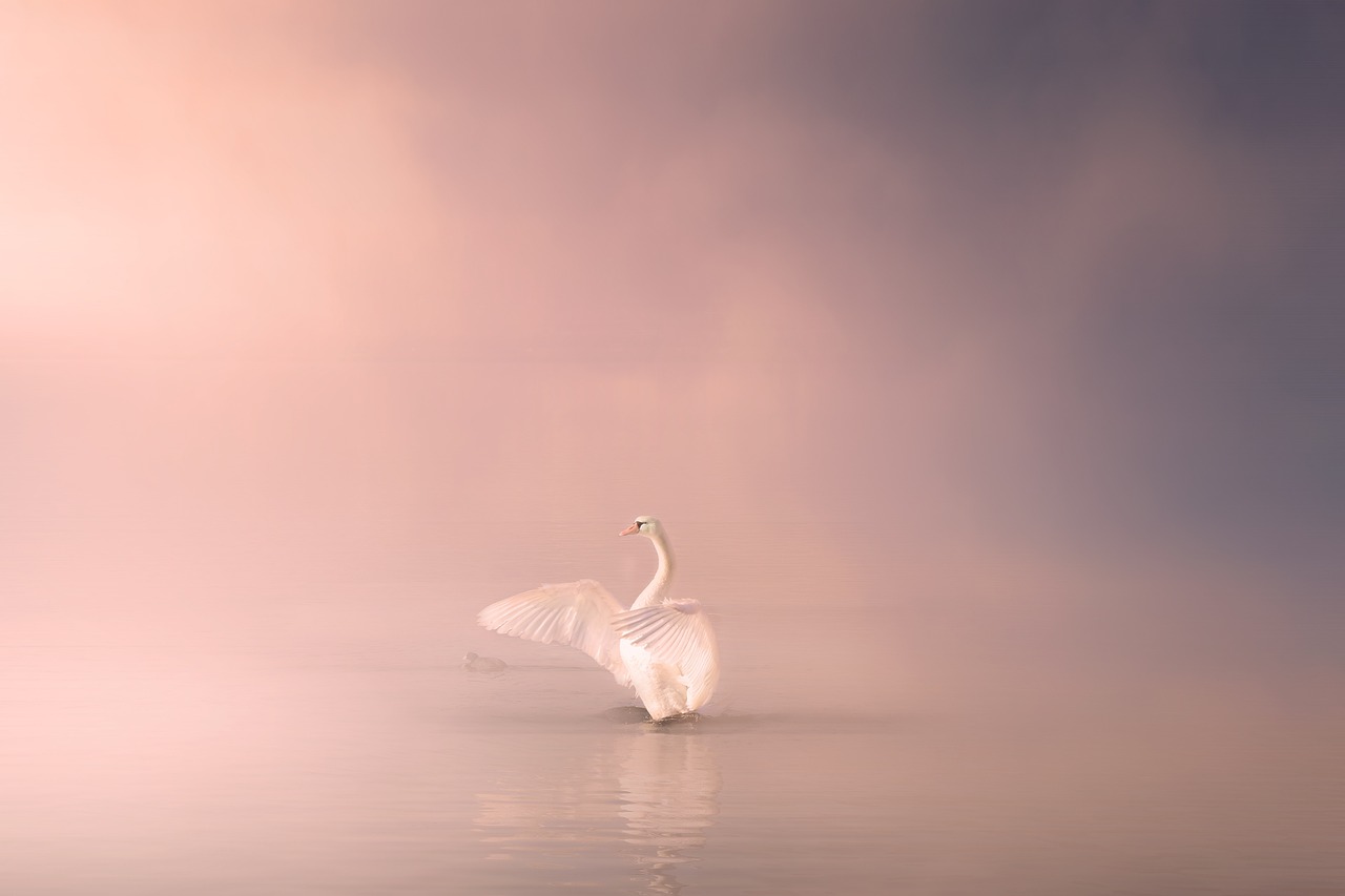 ¿Quién cantaba cisne de cuello blanco?