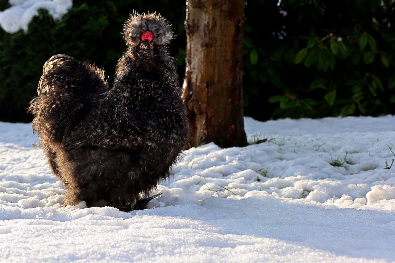 What is special about silkie chickens?