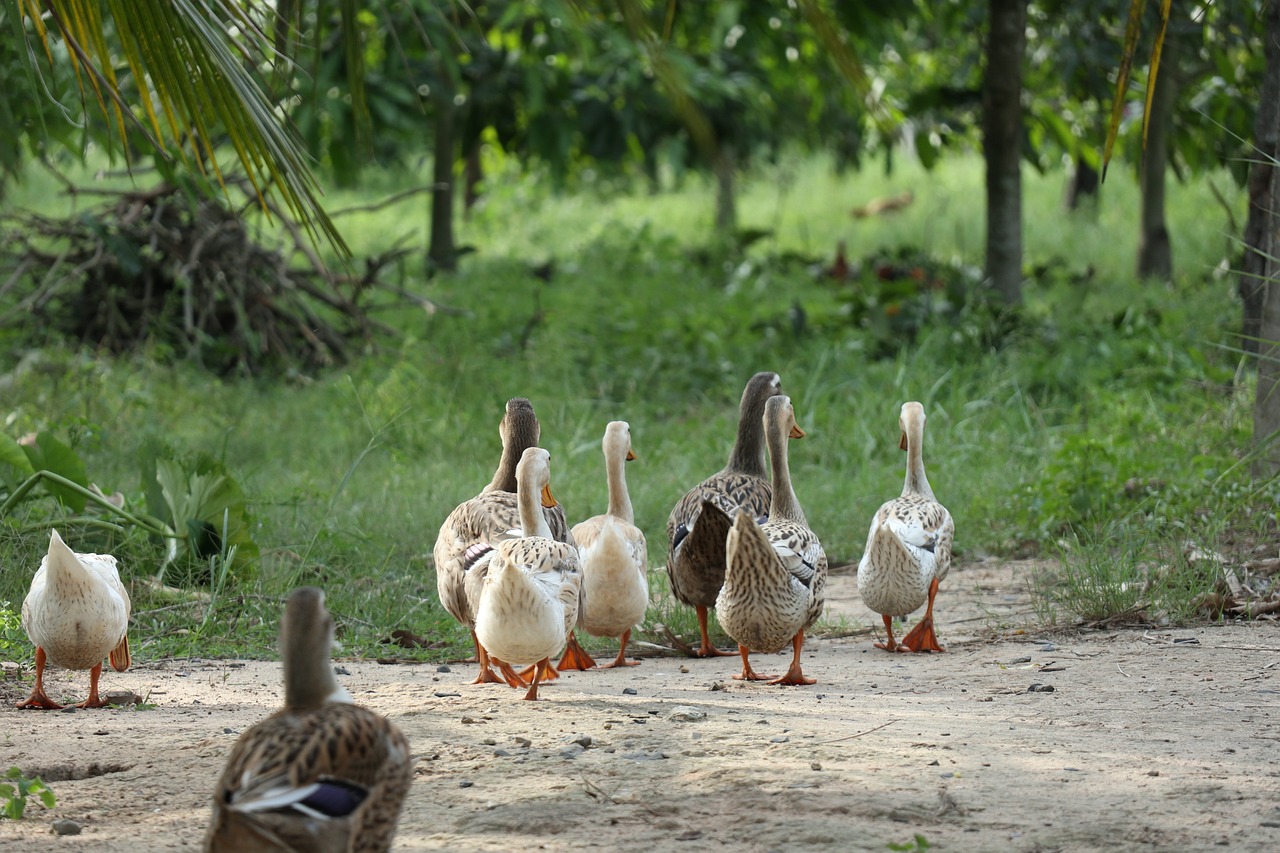 ¿Cuántos razas de patos hay?